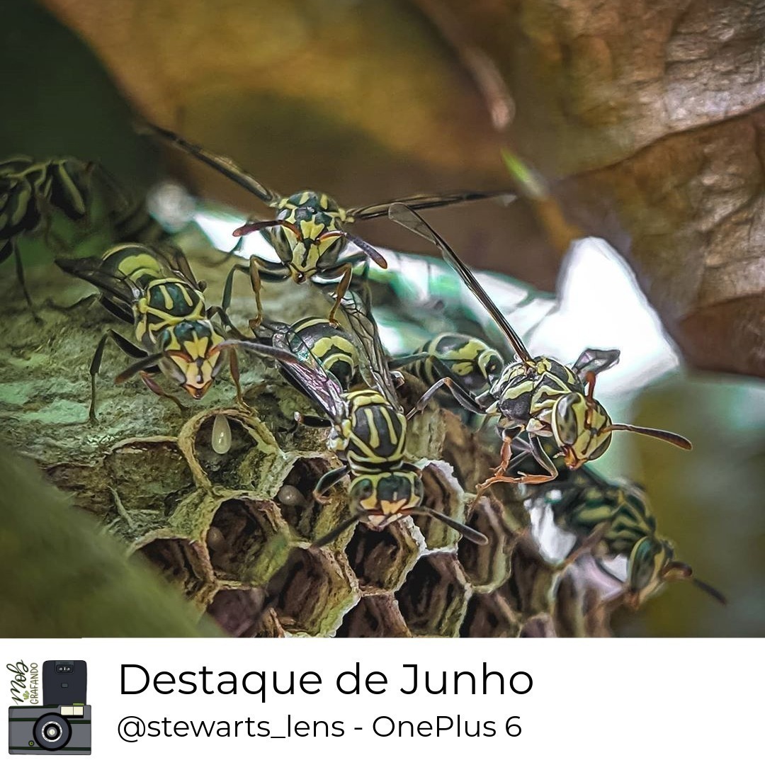 Colônia de insetos. Foto feita por David Stewart usando o OnePlus 6 em Cajazeiras, Paraíba. Foi destaque do mês de junho do ano de 2020 no Mobgrafando com 175 curtidas.