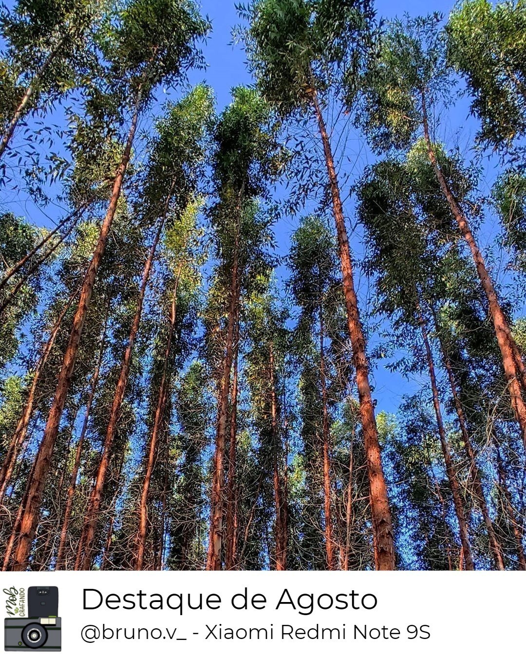 Floresta de Eucaliptos. Foto feita por Bruno Vieira usando o Xiaomi Redmi Note 9S em Penedo, Alagoas. Foi destaque do mês de agosto do ano de 2020 no Mobgrafando com 146 curtidas.