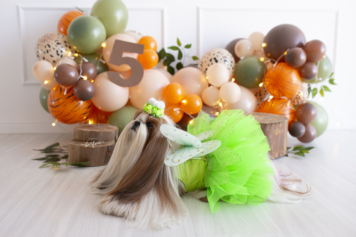 a cachorrinha olha para a fotografa de pets de caxias do sul-rs, ka frias