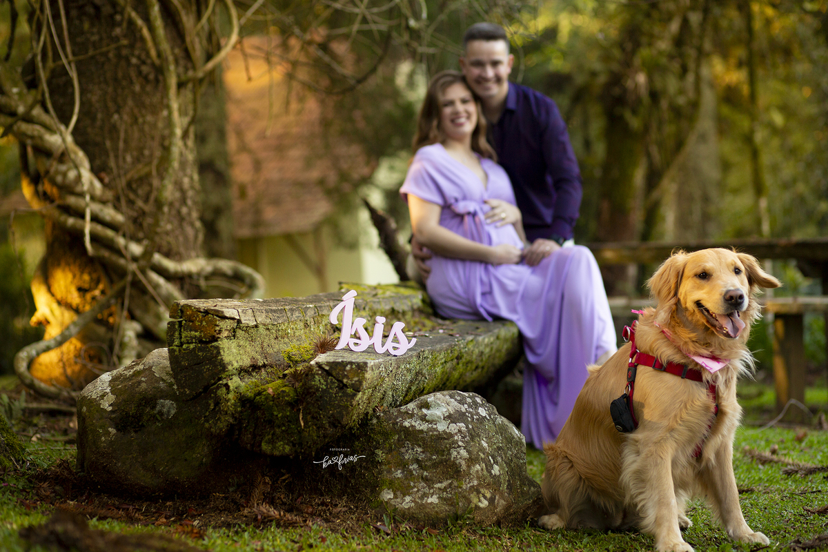 o cachorro participa do ensaio de gestante externo