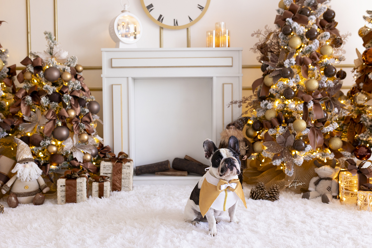 ensaio de natal com pet