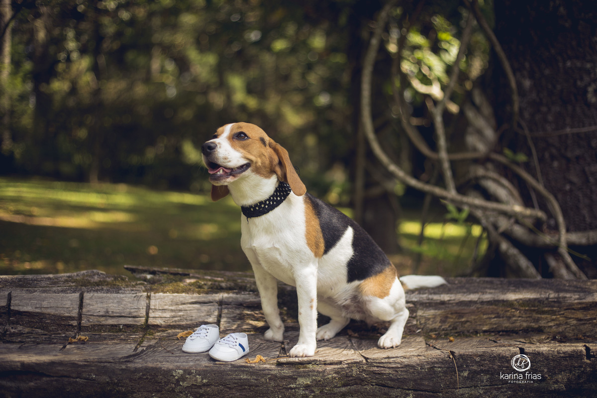 a cachorrinha participou do ensaio de gestante