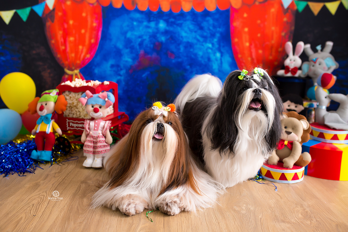 no estudio recebemos pets