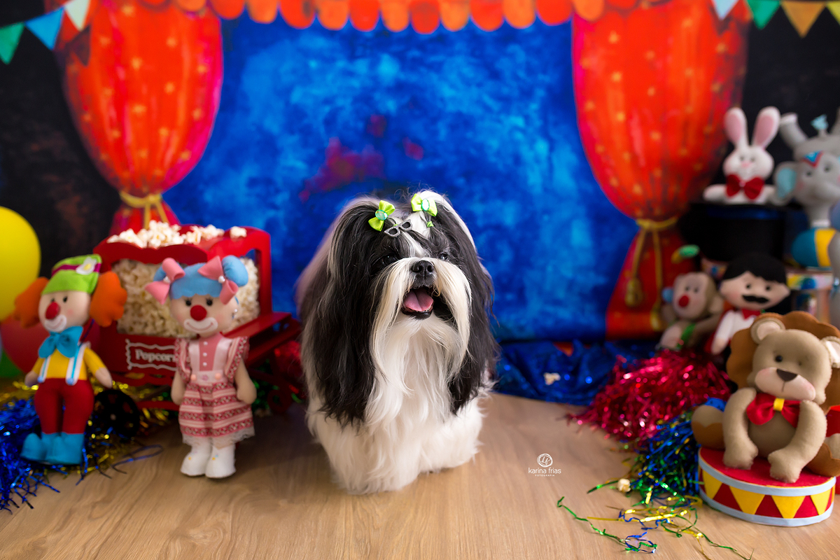 o pet posa para a fotografa de caxias do sul, karina frias