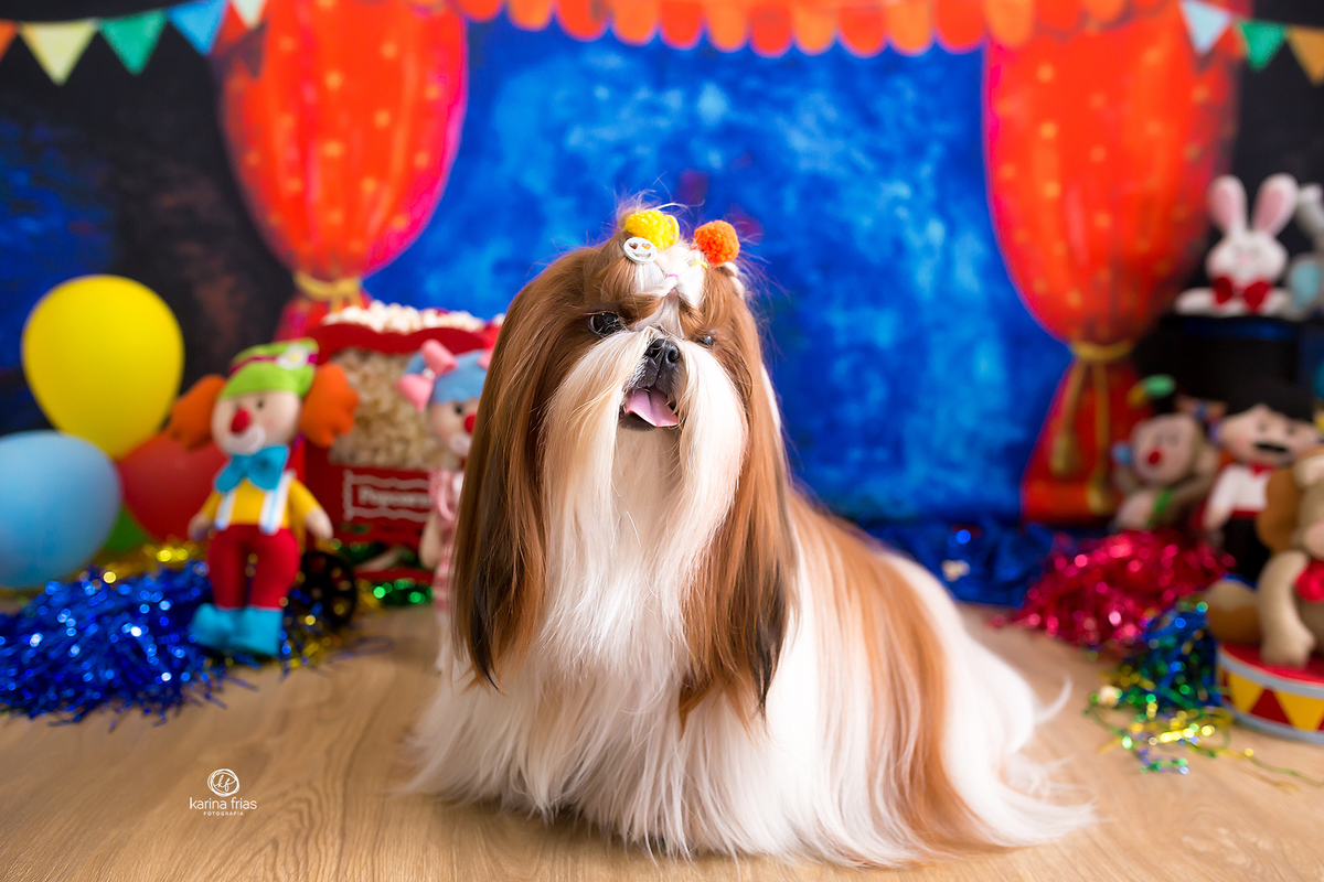 a cachorrinha posa no ensaio pet