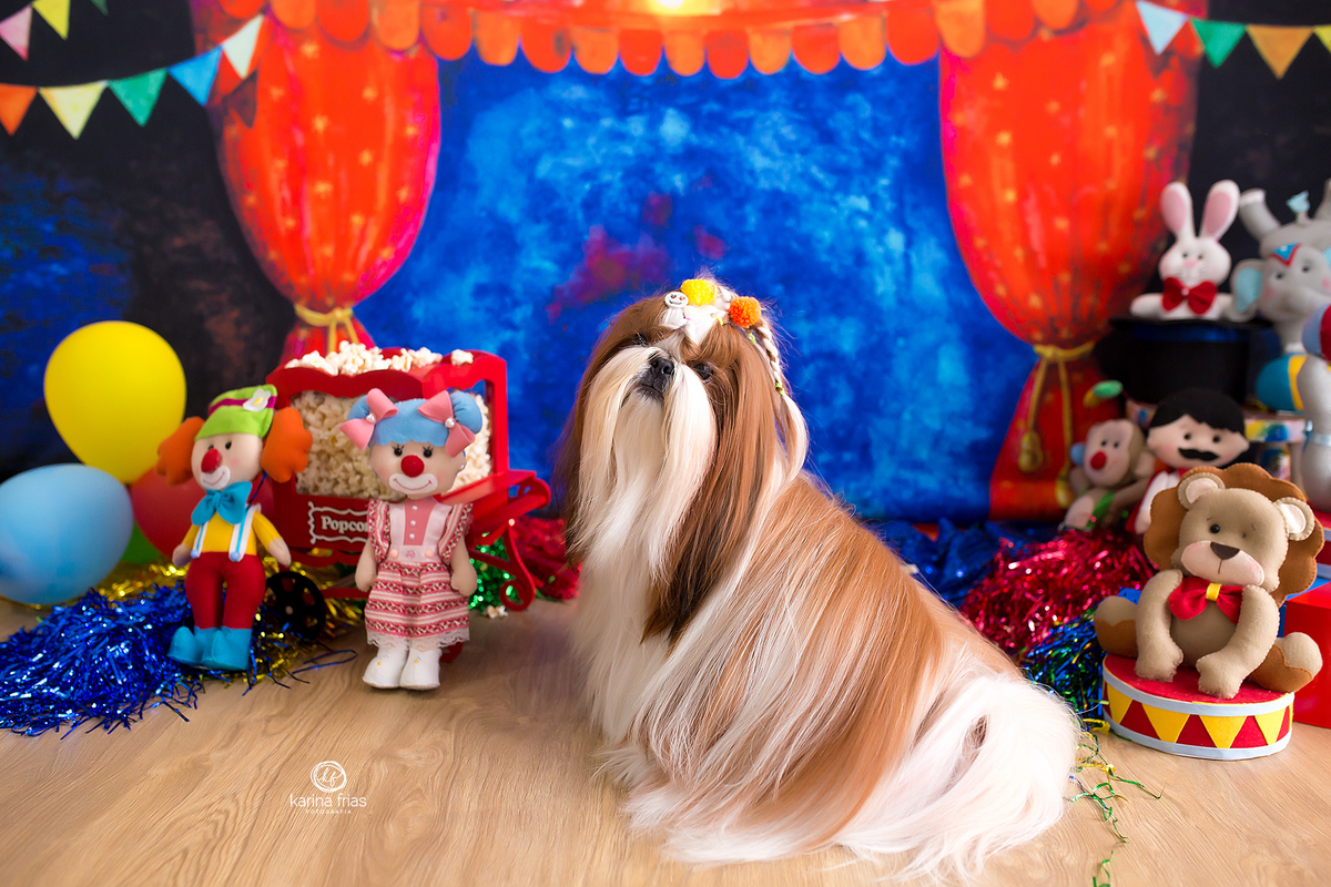 a cachorrinha olha para a fotografa de pets de caxias do sul