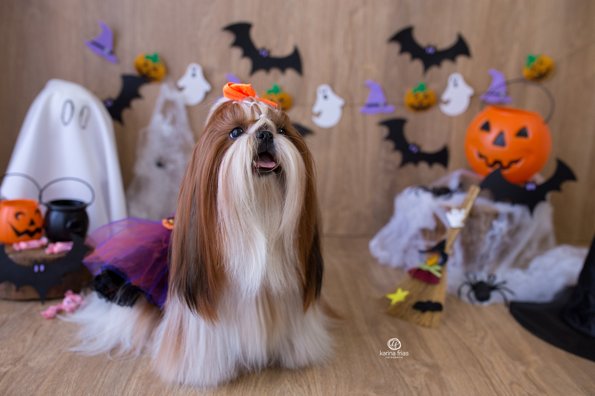 a pet espera o petisco durante a sessão de fotos