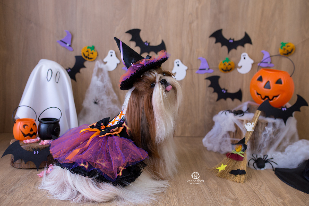 a cachorrinha mostra a lingua durante ensaio pet em caxias do sul-rs