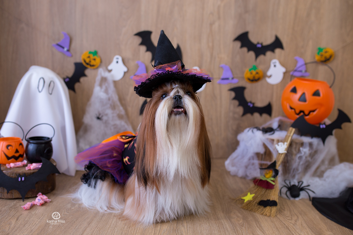 fotografamos pets em nosso estudio em caxias do sul-rs