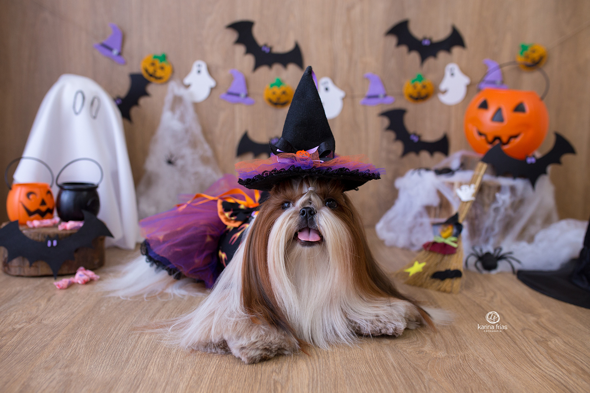 a cachorrinha olha para a fotografa de caxias do sul, karina frias