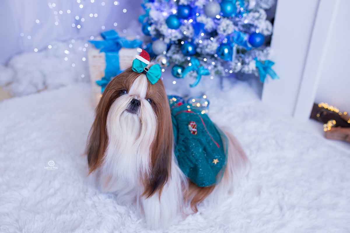 natal 2020 em caxias do sul-rs