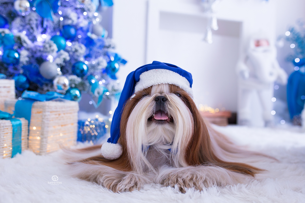 a pet esta de chapeu de papai noel