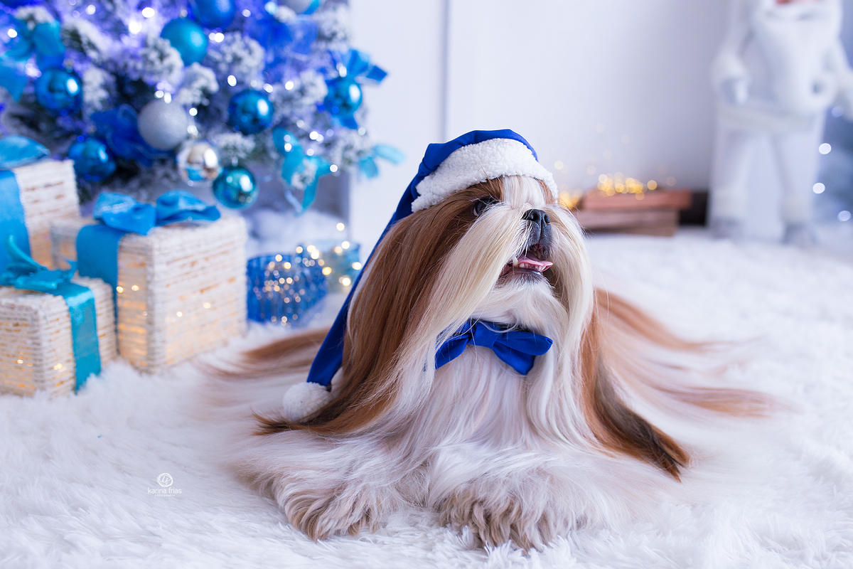 no ensaio natalino os pets participam