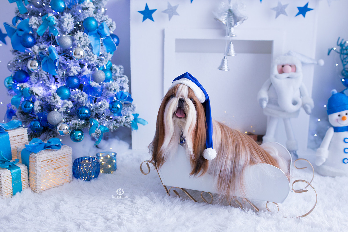 a cachorrinha esta no treno do papai noel