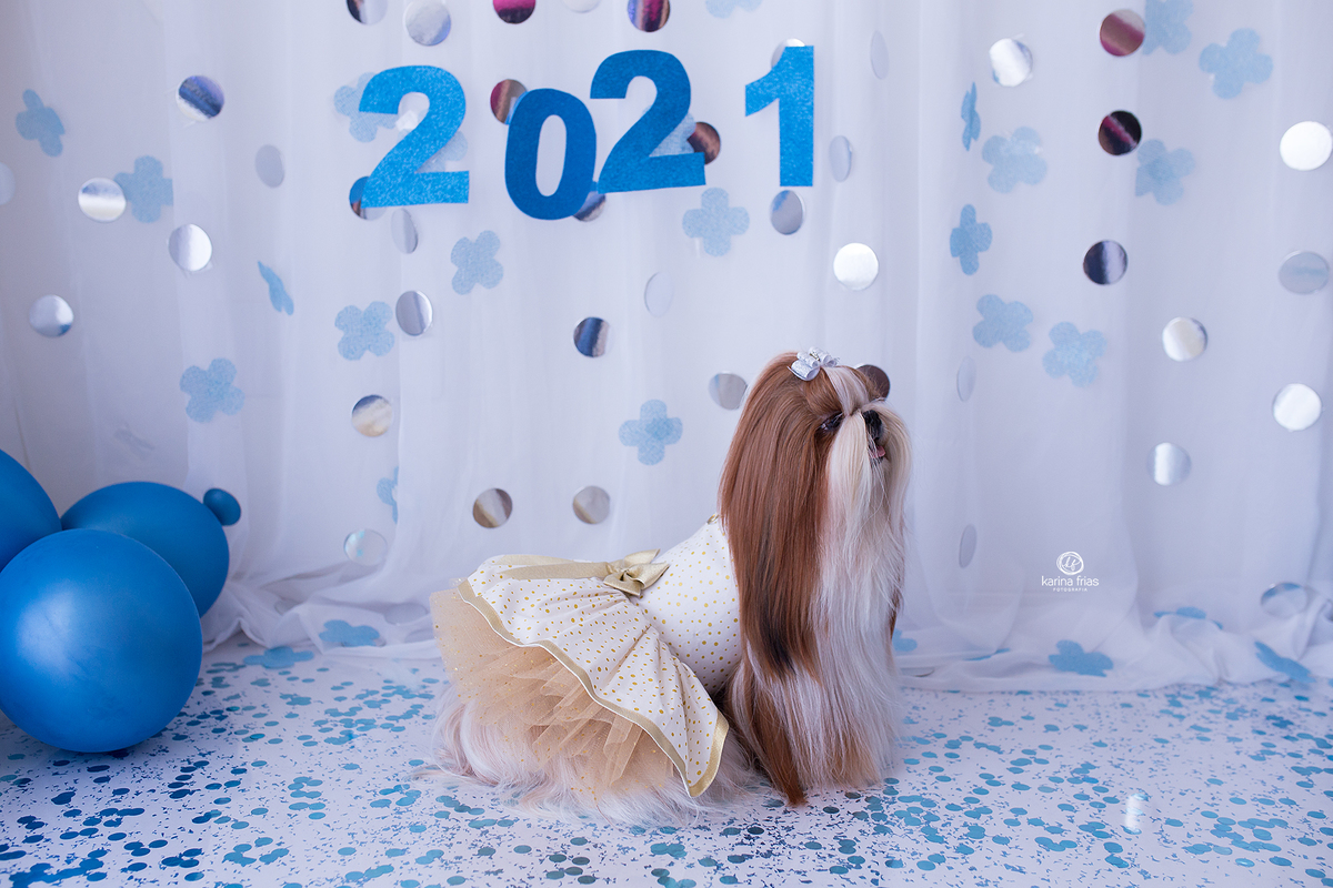 a fotografa de caxias do sul, karina frias fotografa os pets