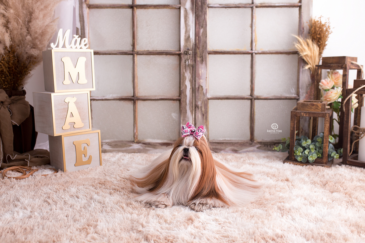 a cachorrinha posa na sessão de dia das mães