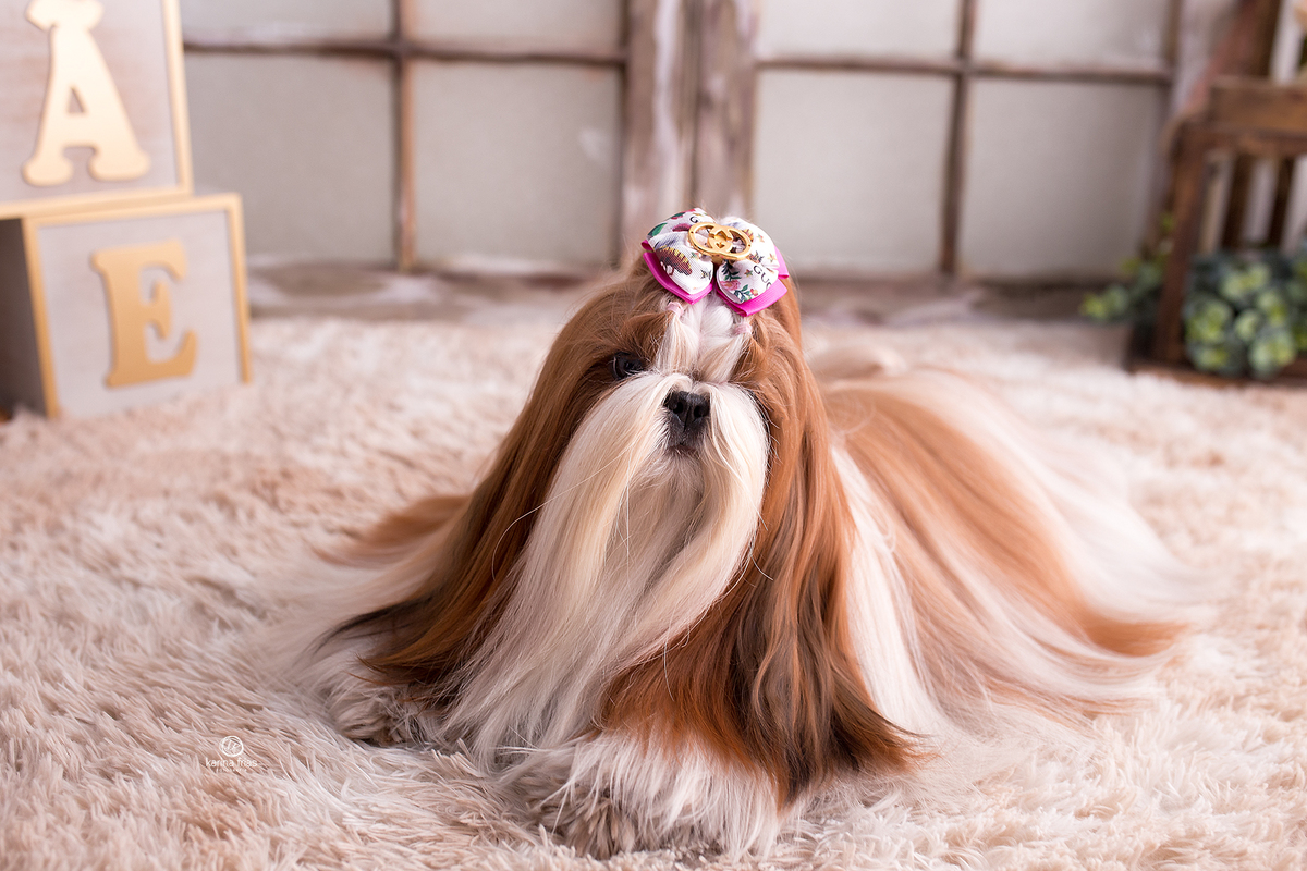 o pet olha para a fotografa de caxias do sul, karina frias