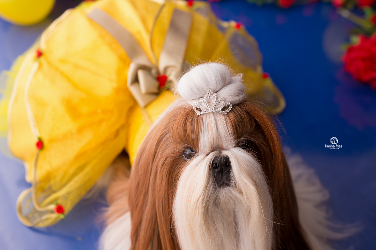 a cachorrinha olha para a fotografa de pet de caxias do sul