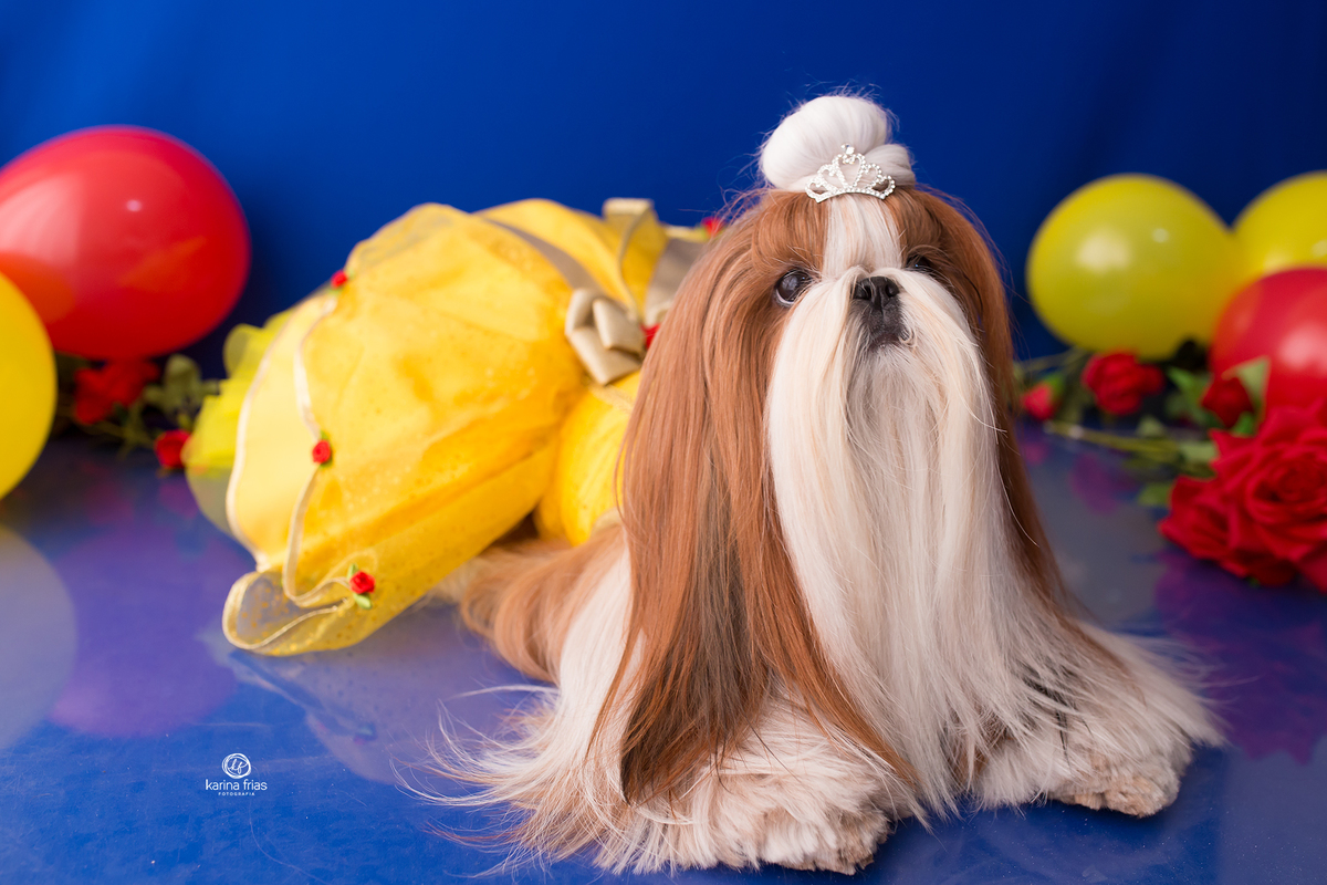 a pet faz pose no ensaio