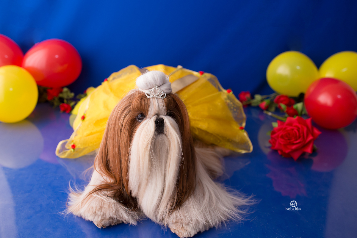 a cachorrinha esta deitada para as fotos