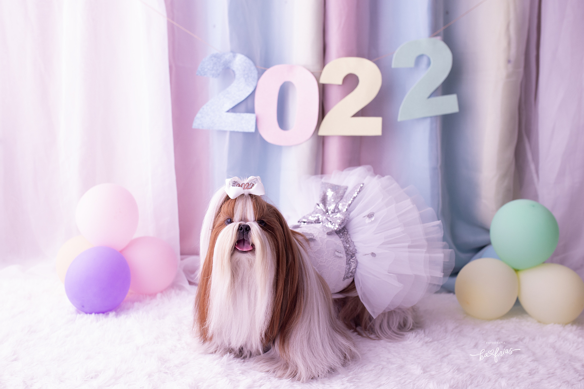 ENSAIO PET CAXIAS DO SUL-RS