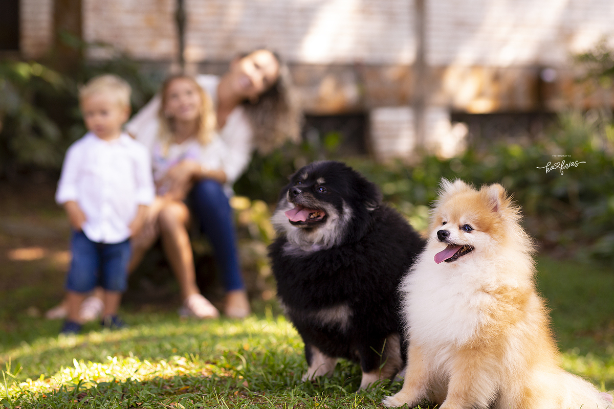 os cachorros se comportam na sessão de fotos