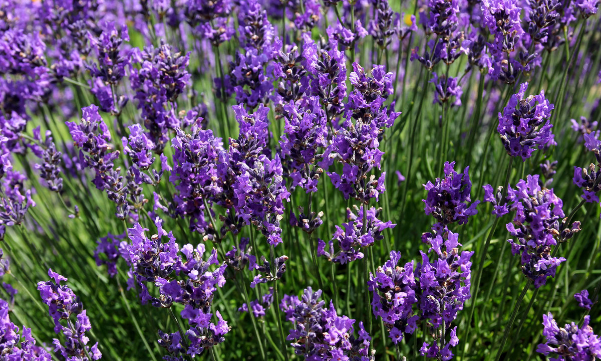Le Jardim - parque da Lavanda