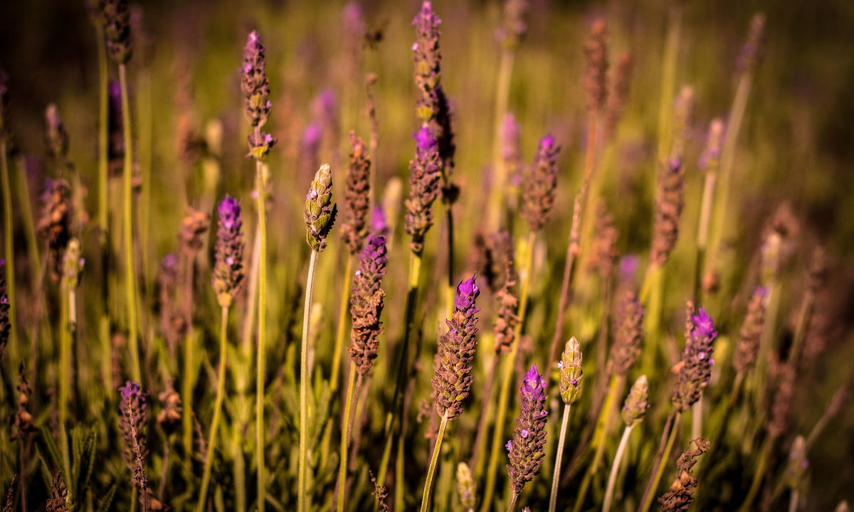Le Jardim - parque da Lavanda