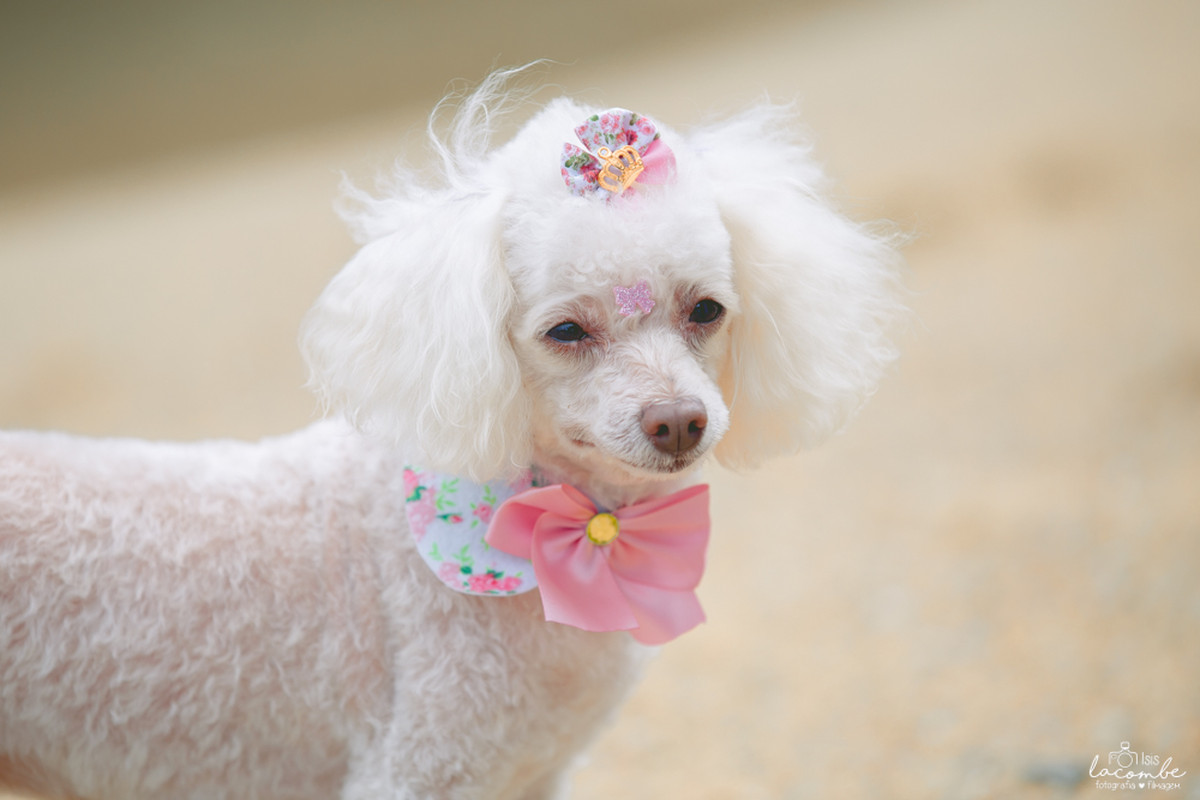 Letícia + Raul = Catarina | Sessão fotográfica gestante