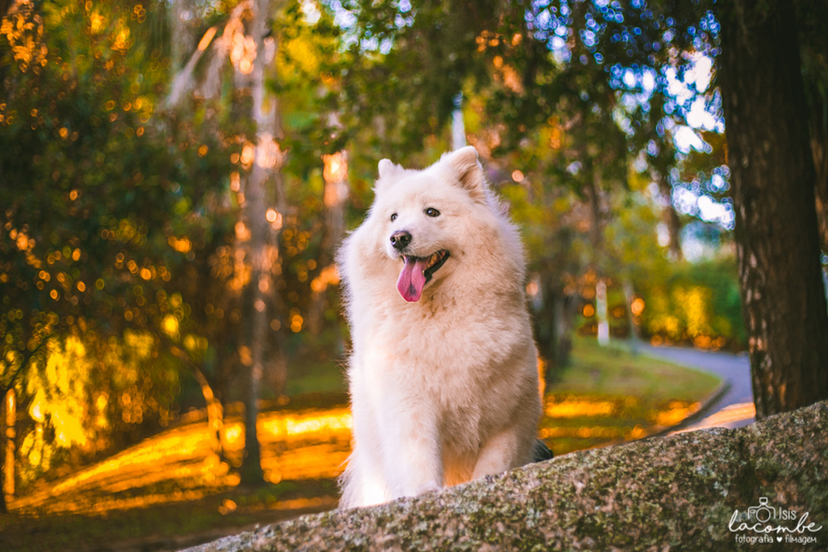 Família | Sessão Fotográfica | Milene + Davi + Lucas