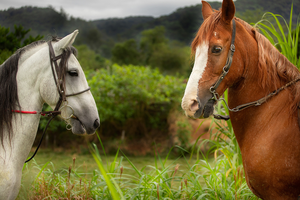 Ensaio de casal ( Ana Claudia Bus e Ivo Tattoo) em Brusque com cavalos por Ricardo Zanetta