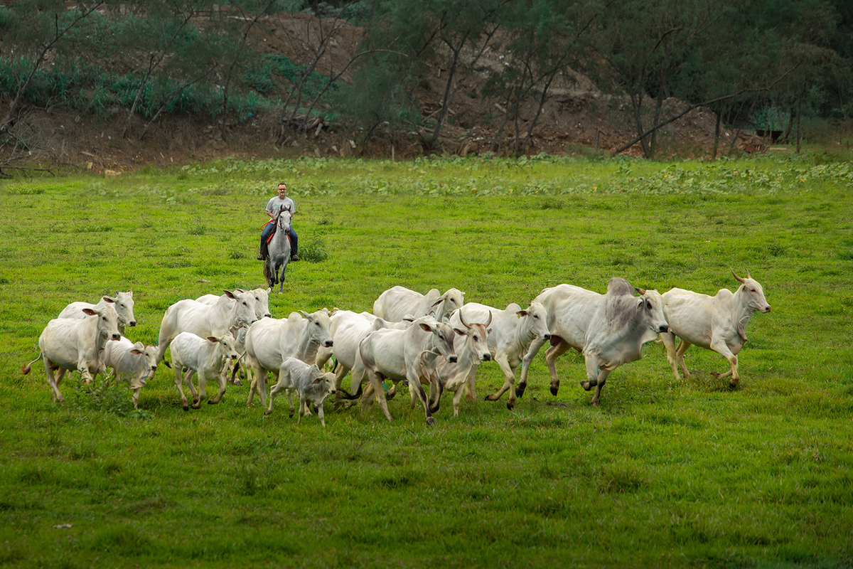 Ensaio de casal ( Ana Claudia Bus e Ivo Tattoo) em Brusque com cavalos por Ricardo Zanetta