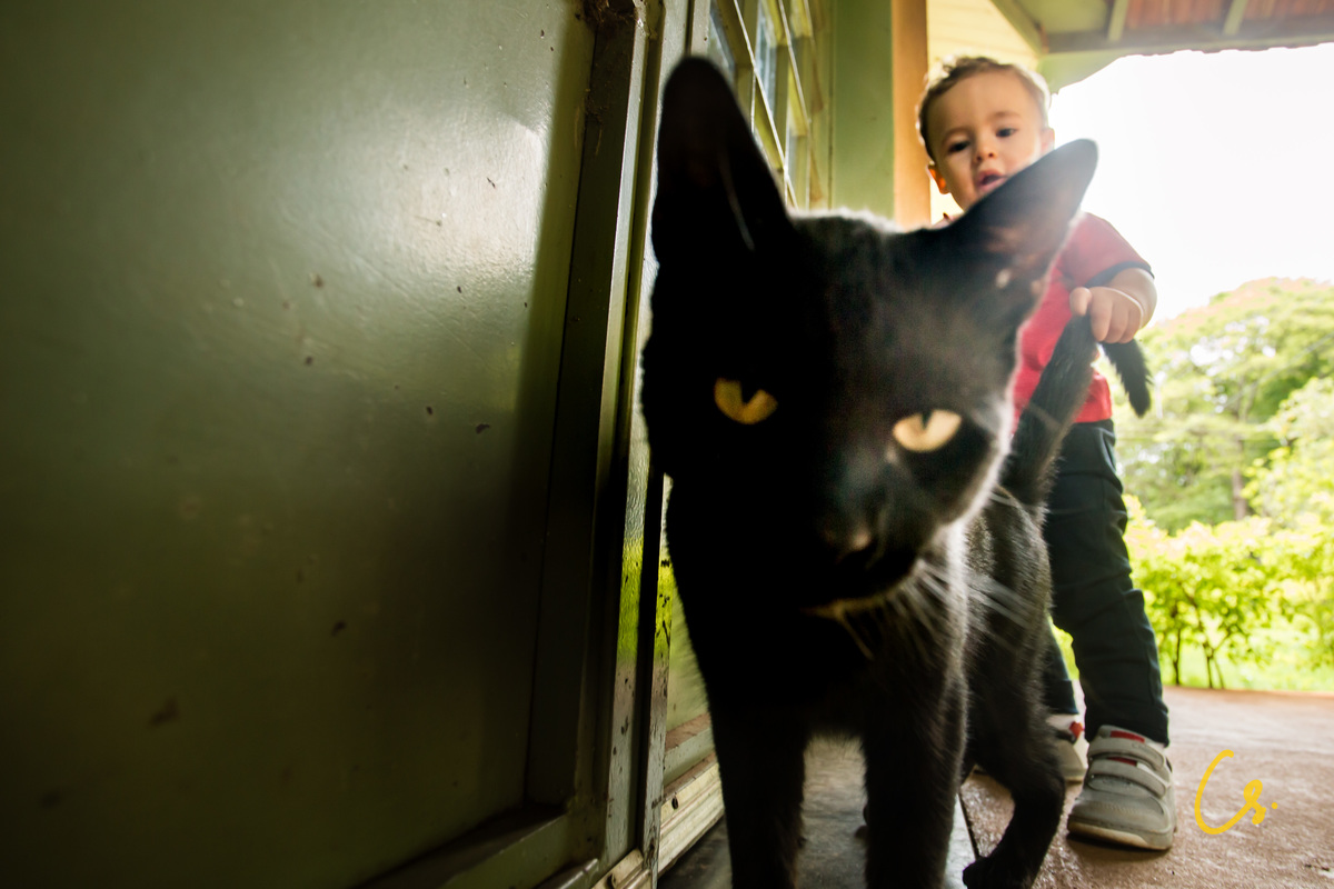 ensaio família, família, criança, diversão, alegria, brincadeiras, felicidade, uberaba, minas gerais, 1 ano, aniversário, animal