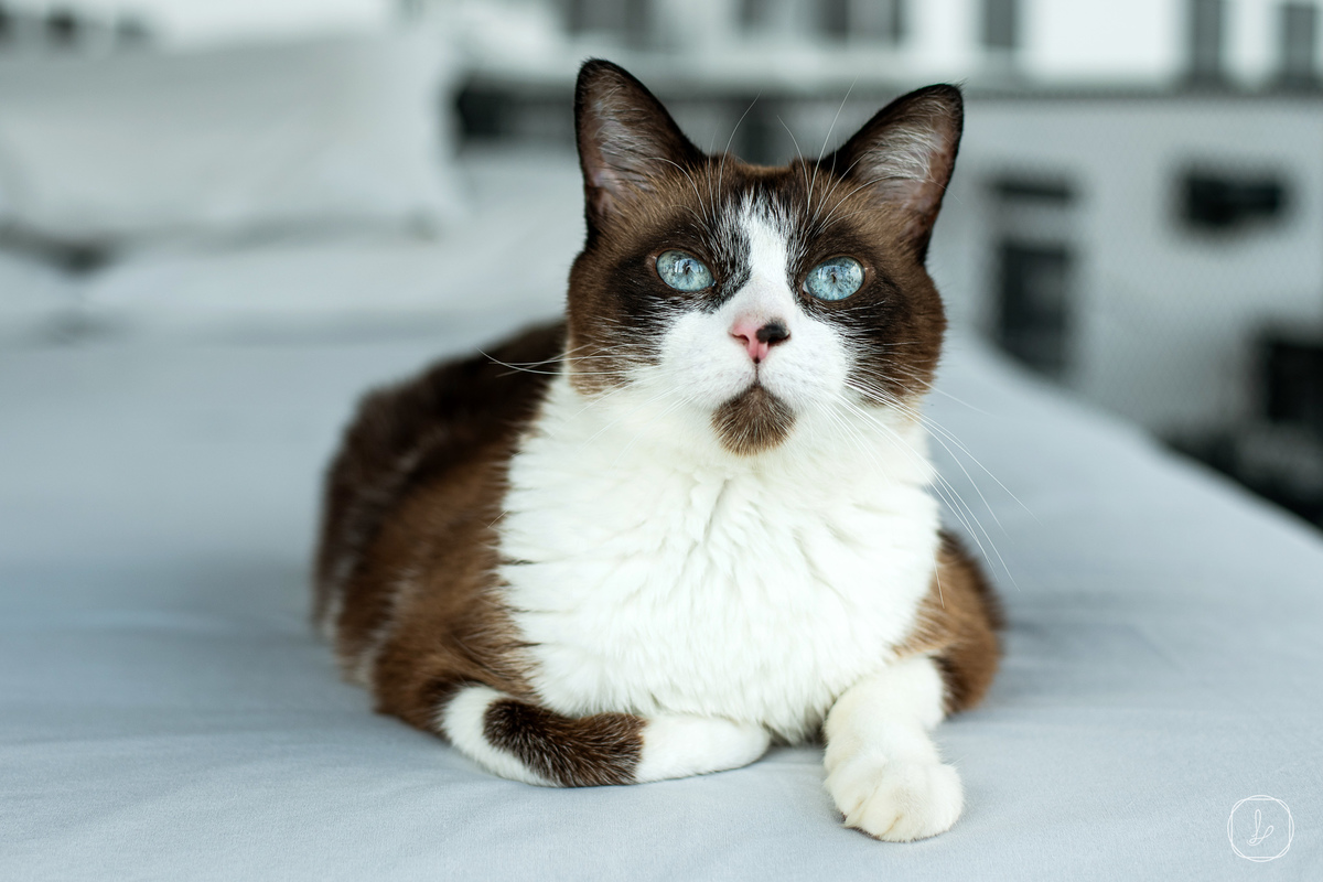 ensaiodecasal,prewedding,villamontagrapa,precasamentonaserragaucha,serragaucha,fotosdecasalnaserragaucha,casalcompet,casalcomgato,ensaiodecasalcomgato,showmotion,vanessacarra