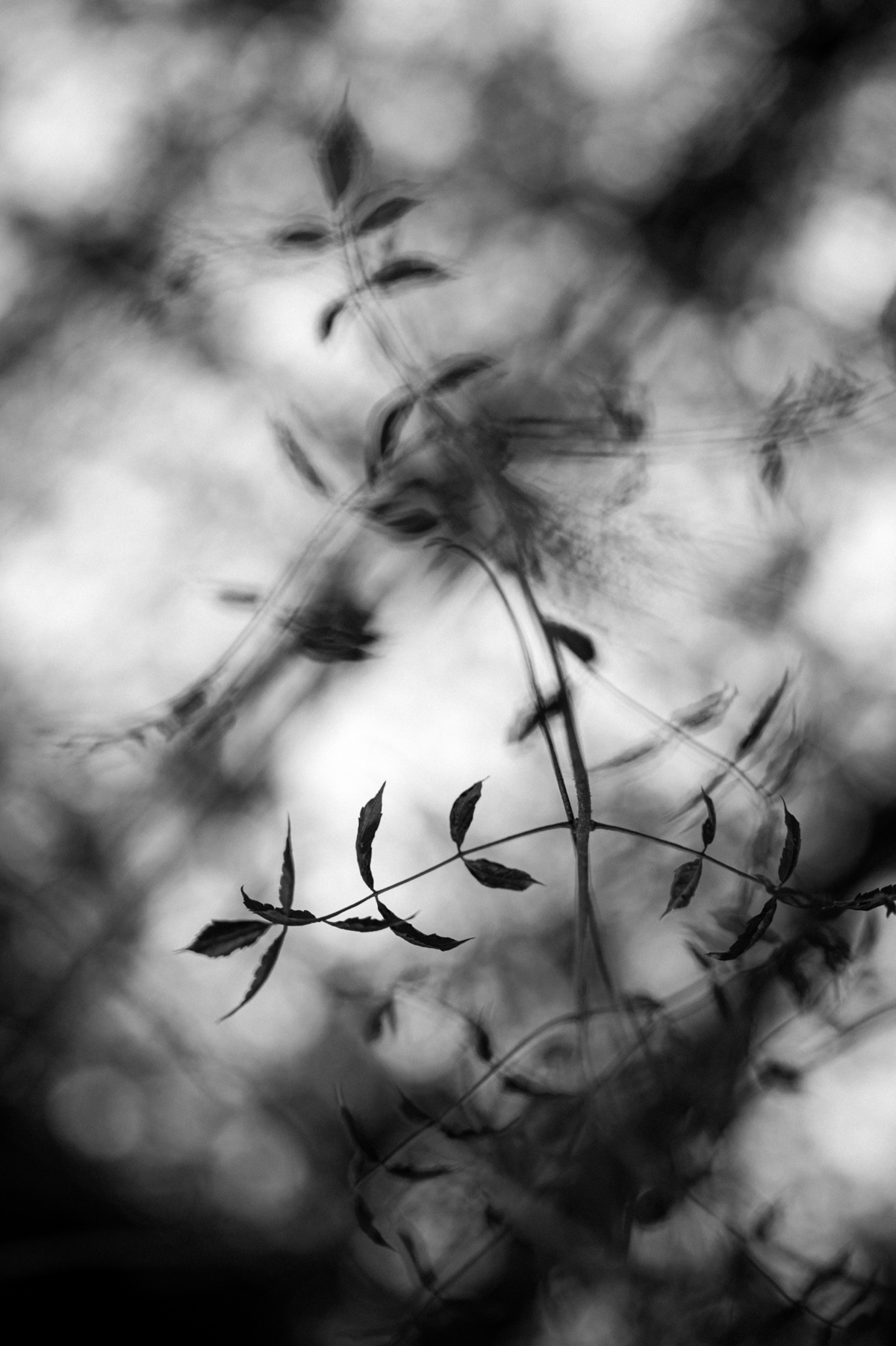 ensaioprecasamento,fotosemgramado,gramadoecanela,casamentonaserragaucha,serragaucha,melhoresfotografosdecasamento,fotografonaserragaucha,fotografoemgramado,ruacoberta,lagonegro