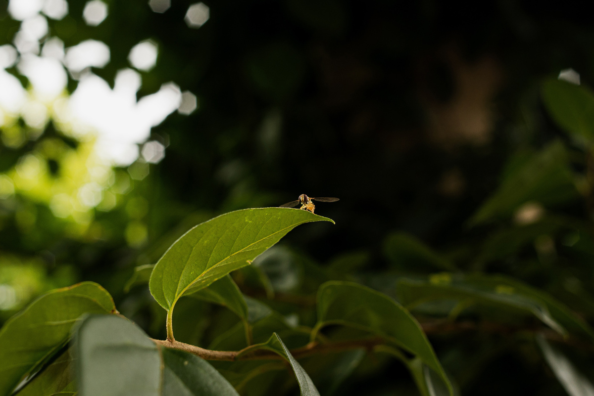 casamentoemguapore,fotografoemguapore,serragaucha,fotografonoRS,vinicolagheller,nanscifidler,newframefilms,melhoresfotosdecasamento,casamentoemvinicola,casalemvinicola,fotosnavinicola