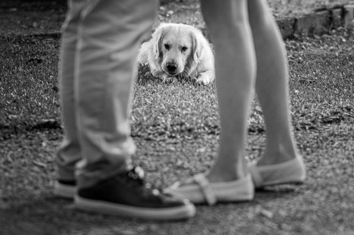 ensaioprecasamento,preweddingcomcachorro,fotoscomgolden,ensaionaserragaucha,fotosdecasalnavinicola,melhoresvinicolasserragaucha,lugarespracasarserragaucha,melhoresensaiosdecasamento,fotosdecasal