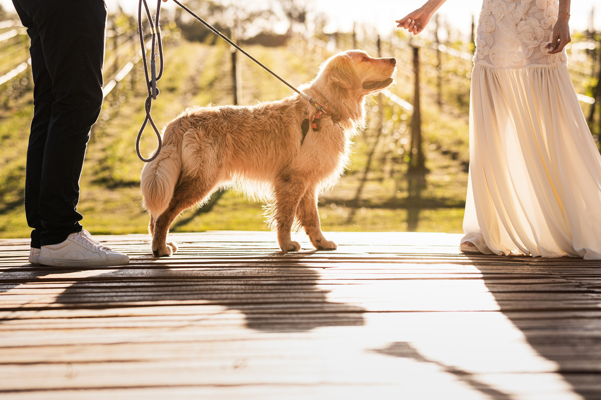 ensaioprecasamento,preweddingcomcachorro,fotoscomgolden,ensaionaserragaucha,fotosdecasalnavinicola,melhoresvinicolasserragaucha,lugarespracasarserragaucha,melhoresensaiosdecasamento,fotosdecasal