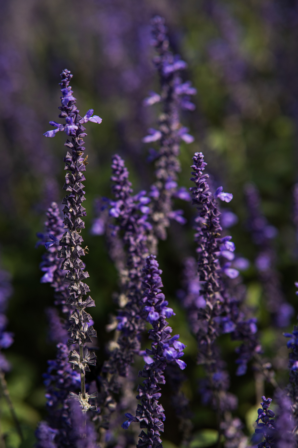 ensaioemgramado,serragaucha,fotografonaserragaucha,parquedelavanda,lugarparaensaio,gramadoecanela,fotosnaserragaucha,melhoresensaiosprewedding,fotografonoRS,lejardin,oquefazeremgramado