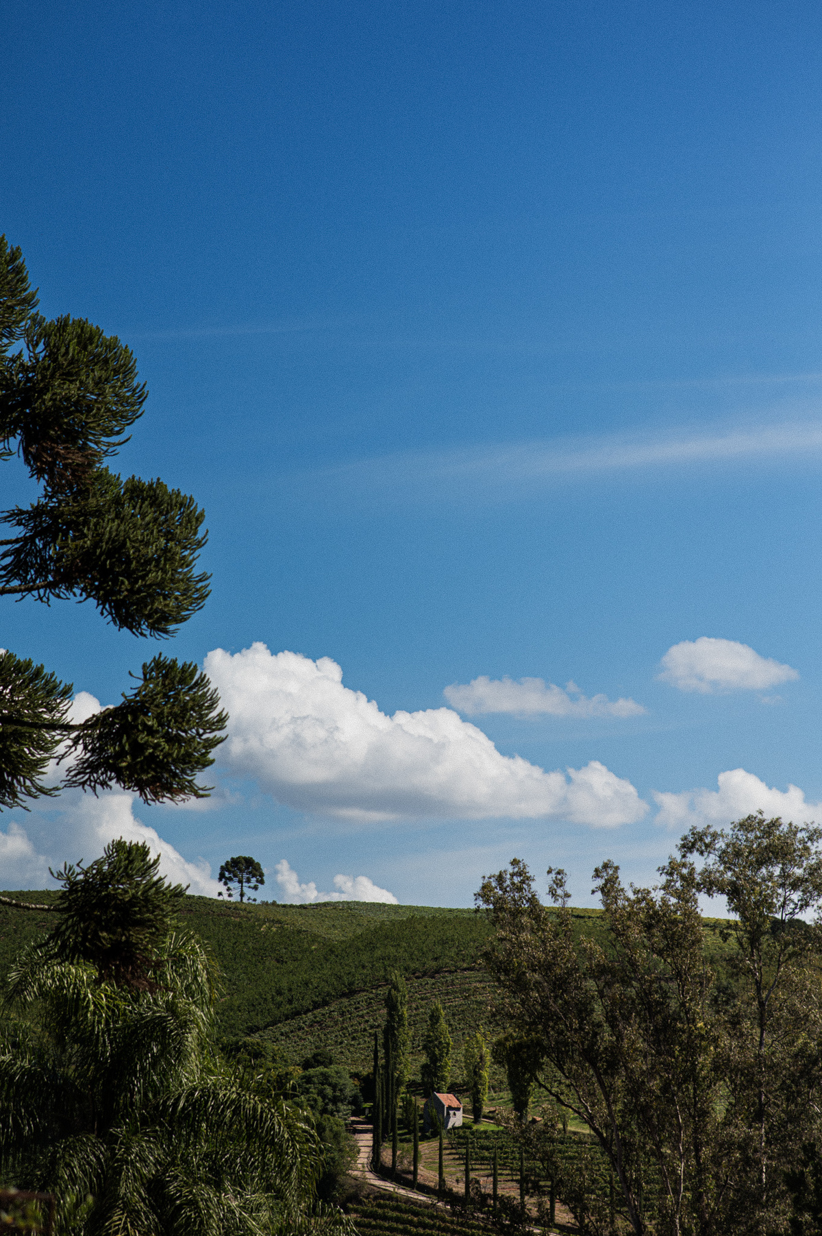casamentonovaledosvinhedos,casamentonaserragaucha,celebrimomentos,lugarespracasarnaserragaucha,cavegeisse,melhoreslugaresparacasamento,bellocostume,vestidodenoiva,anacarolinaatelier,geisseterroir,decoracaodecasamento,quebrigadeiro,docesdecasamento,