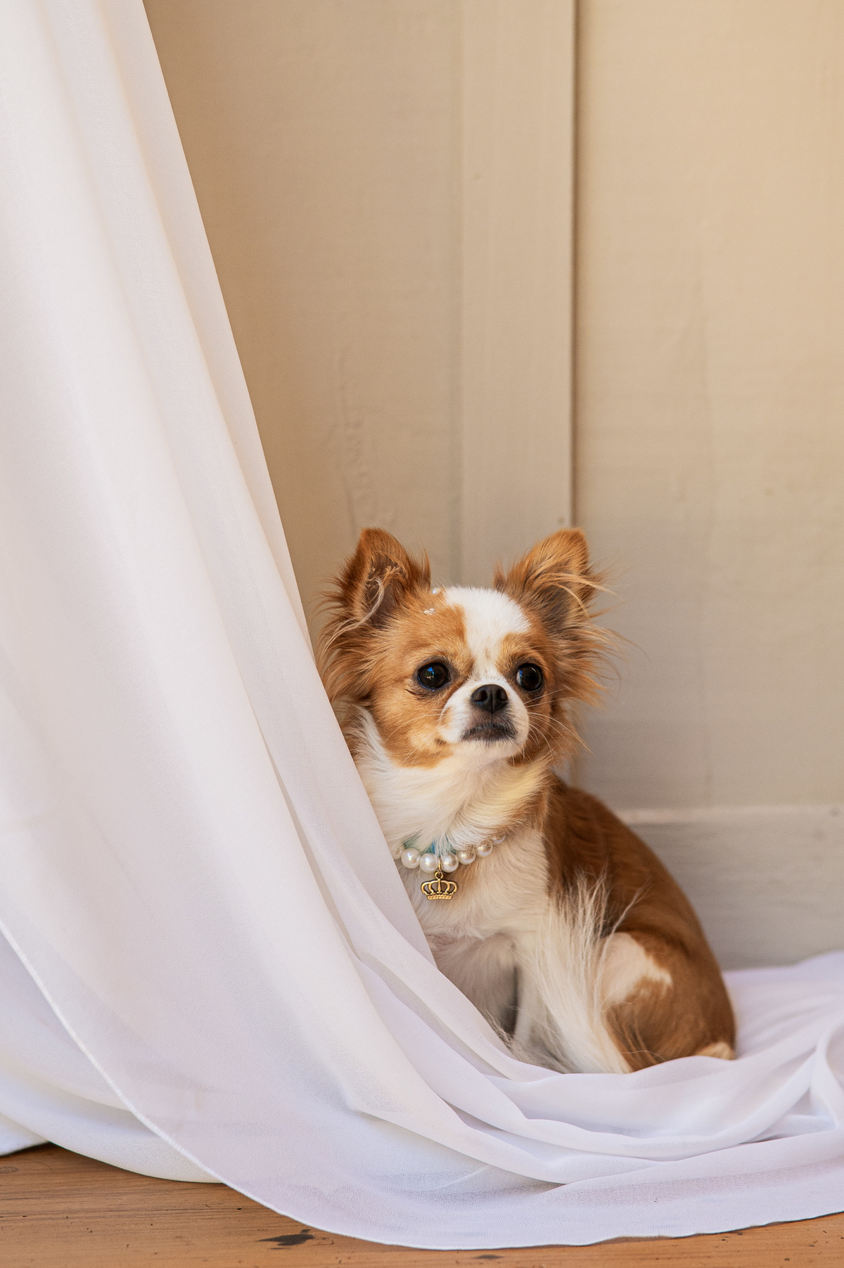 casamentonovaledosvinhedos,casamentonaserragaucha,celebrimomentos,lugarespracasarnaserragaucha,cavegeisse,melhoreslugaresparacasamento,bellocostume,vestidodenoiva,anacarolinaatelier,geisseterroir,decoracaodecasamento,quebrigadeiro,docesdecasamento,