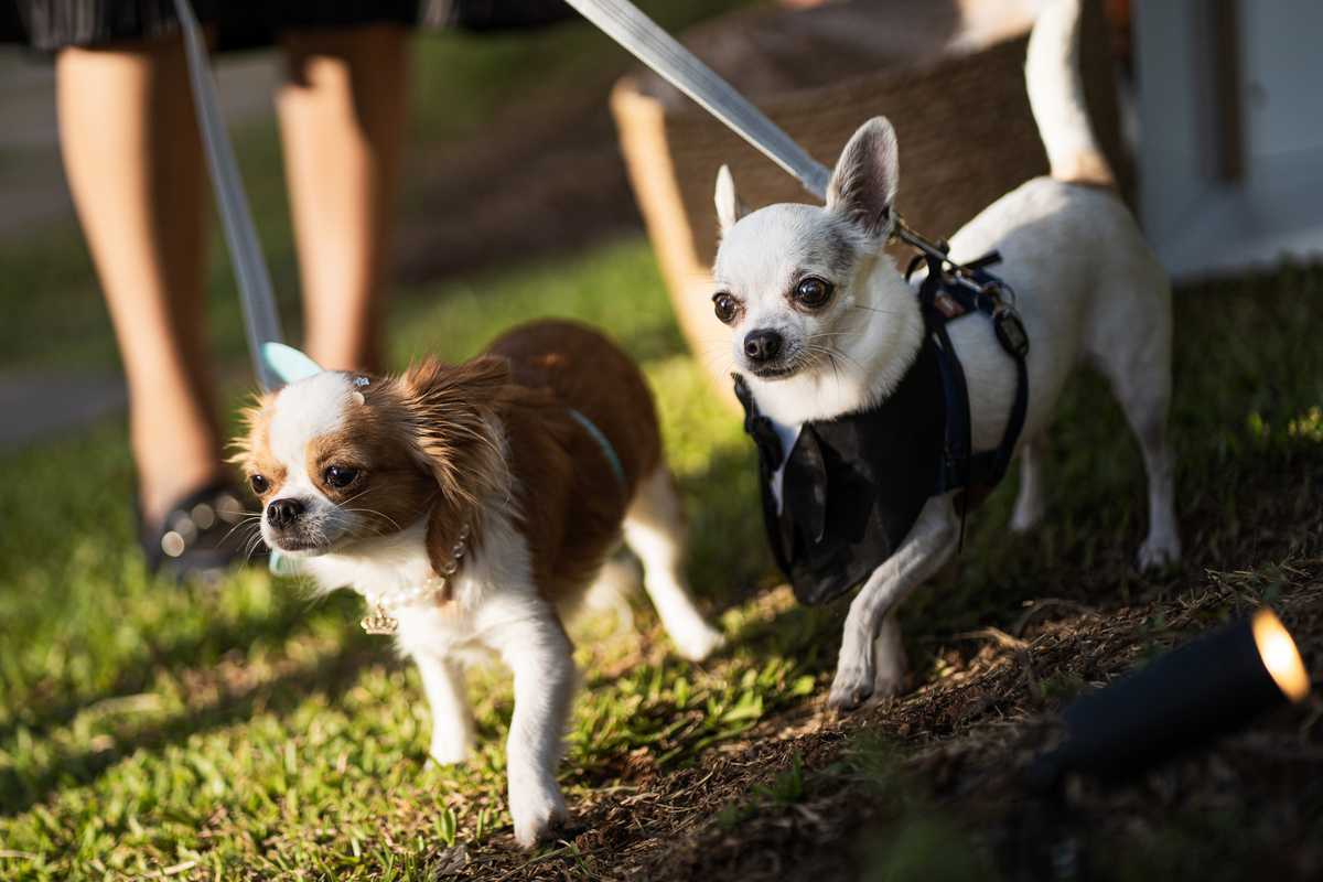 casamentonovaledosvinhedos,casamentonaserragaucha,celebrimomentos,lugarespracasarnaserragaucha,cavegeisse,melhoreslugaresparacasamento,bellocostume,vestidodenoiva,anacarolinaatelier,geisseterroir,decoracaodecasamento,quebrigadeiro,docesdecasamento,
