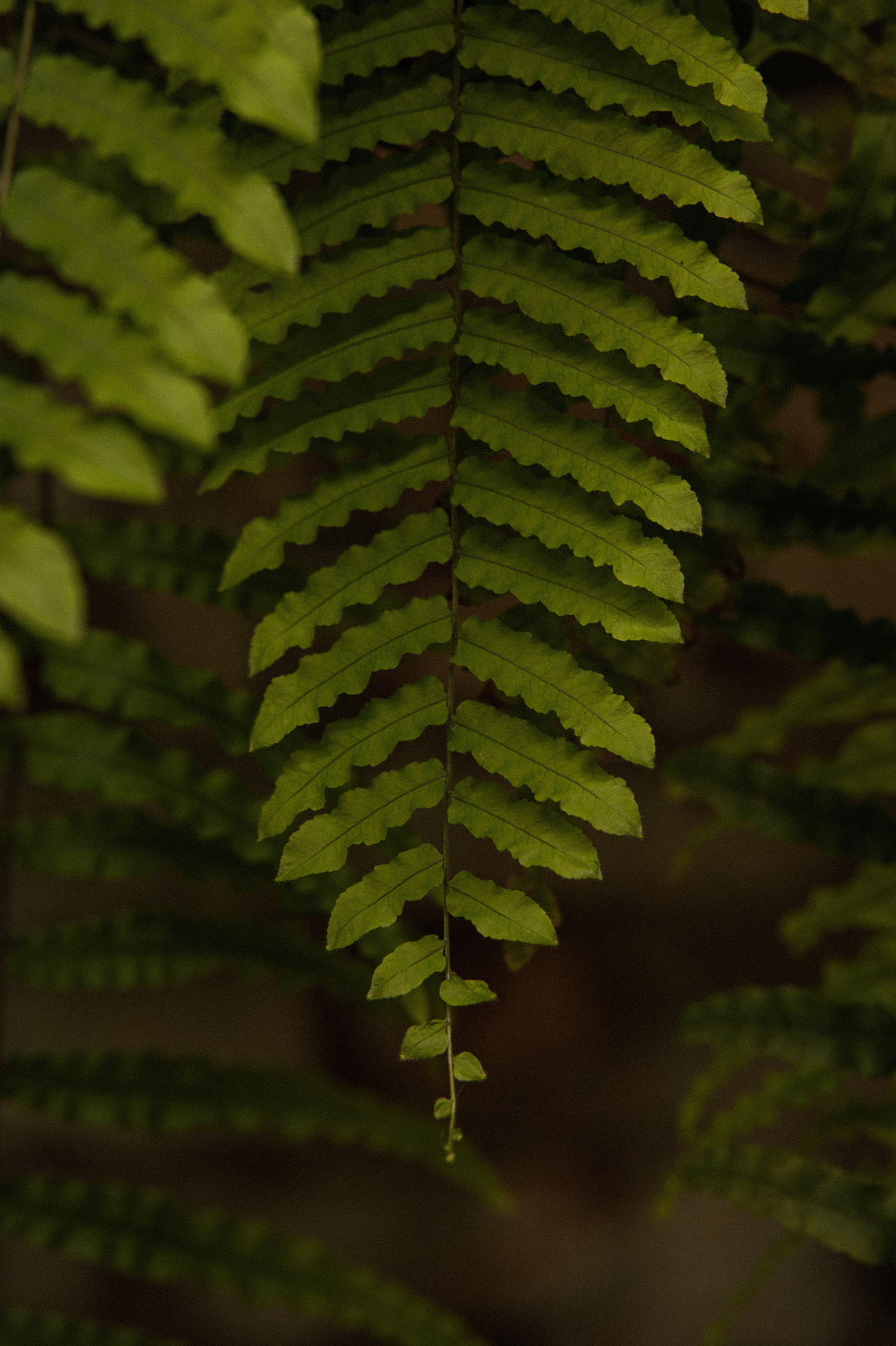 serginhomoah,casamentonaserragaucha,fotografodecasamentocaxiasdosul,farroupilha,bentogoncalves,fotografonoRS,anadottoatelier,lugarespracasarnaserragaucha,melhoresvestidodenoiva,tendenciasdecasamentoexterno,editefilms,lacasapiemont,celebrimomentos,