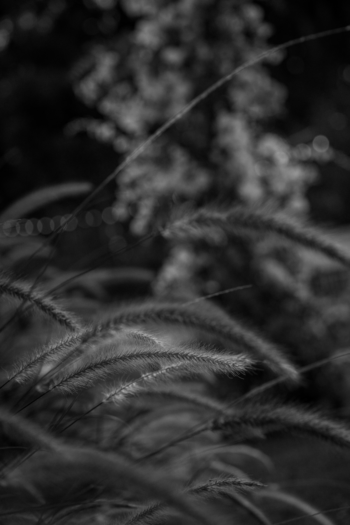 serginhomoah,casamentonaserragaucha,fotografodecasamentocaxiasdosul,farroupilha,bentogoncalves,fotografonoRS,anadottoatelier,lugarespracasarnaserragaucha,melhoresvestidodenoiva,tendenciasdecasamentoexterno,editefilms,lacasapiemont,celebrimomentos,