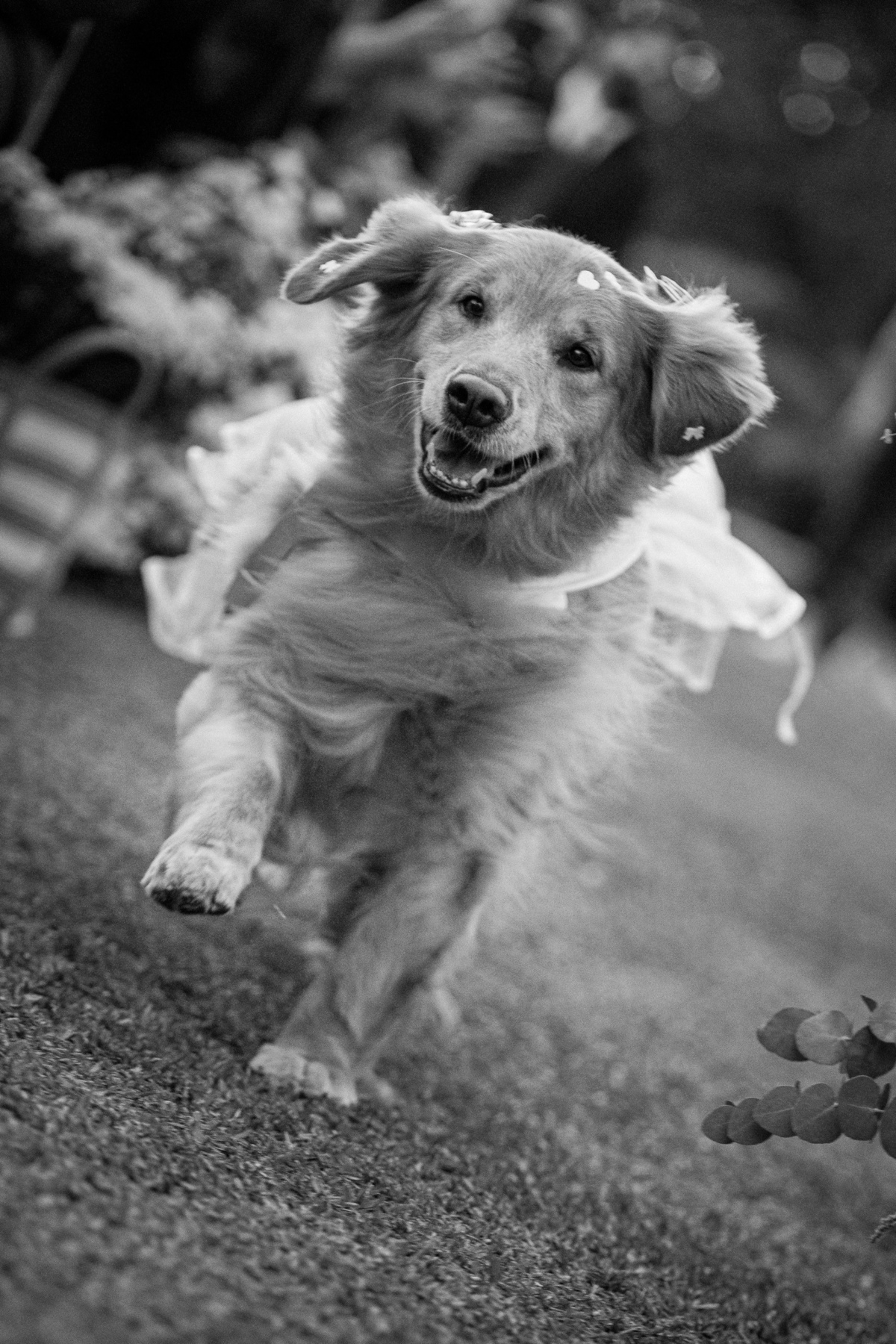 serginhomoah,casamentonaserragaucha,fotografodecasamentocaxiasdosul,farroupilha,bentogoncalves,fotografonoRS,anadottoatelier,lugarespracasarnaserragaucha,melhoresvestidodenoiva,tendenciasdecasamentoexterno,editefilms,lacasapiemont,celebrimomentos,