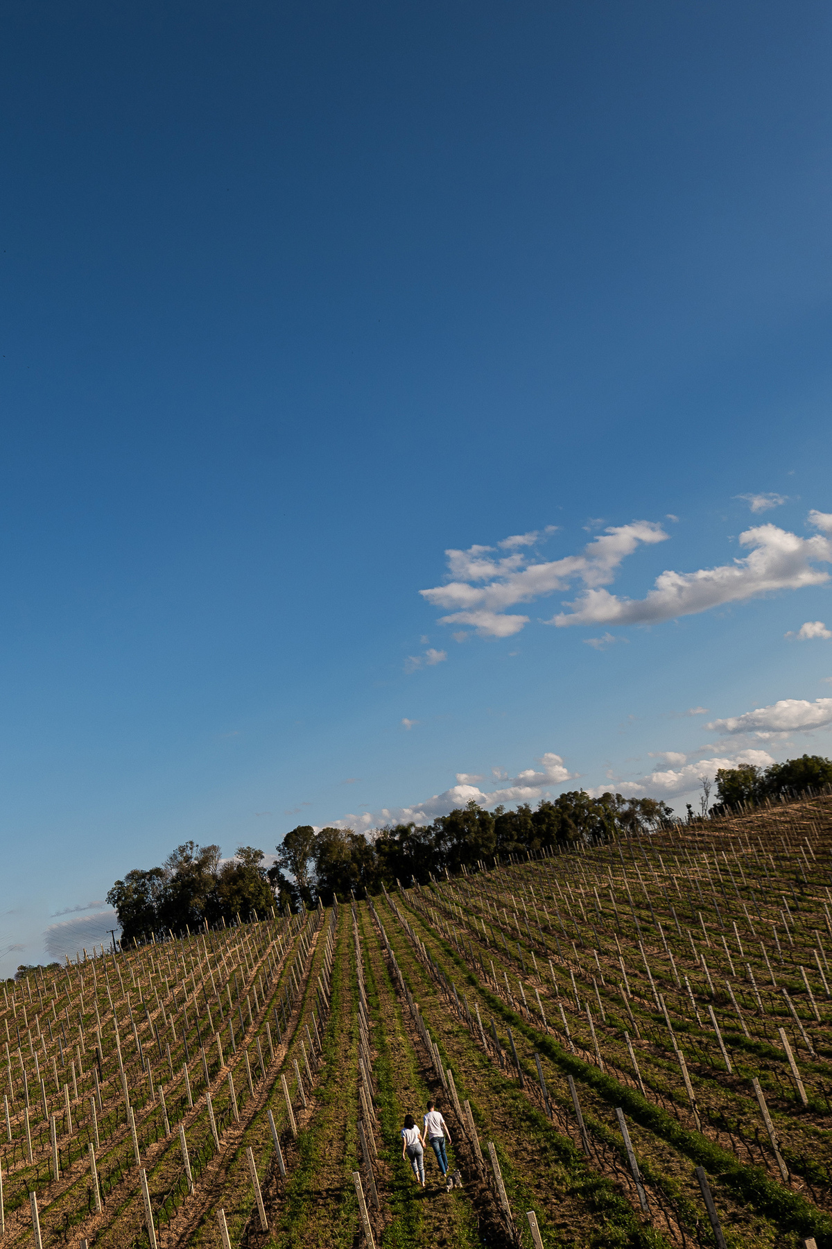 ensaionaserragaucha,vinicolacasacorba,casamentonaserragaucha,melhoresfotosnaserragaucha,fotosdecasalnaserragaucha,ensaioemvinicola,ensaiocomcachorro,fotoscomcachorro
