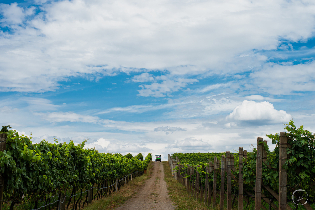 casamentonavinicola,serragaucha,boscato,anadottoatelier,casamentonaserragaucha,melhoresfotografosserragaucha,melhorfotografors,fotogradodecasamento,casamentoaoarlivre,casamentodedia,casardedia,vinhedos,paisagensdecasamento