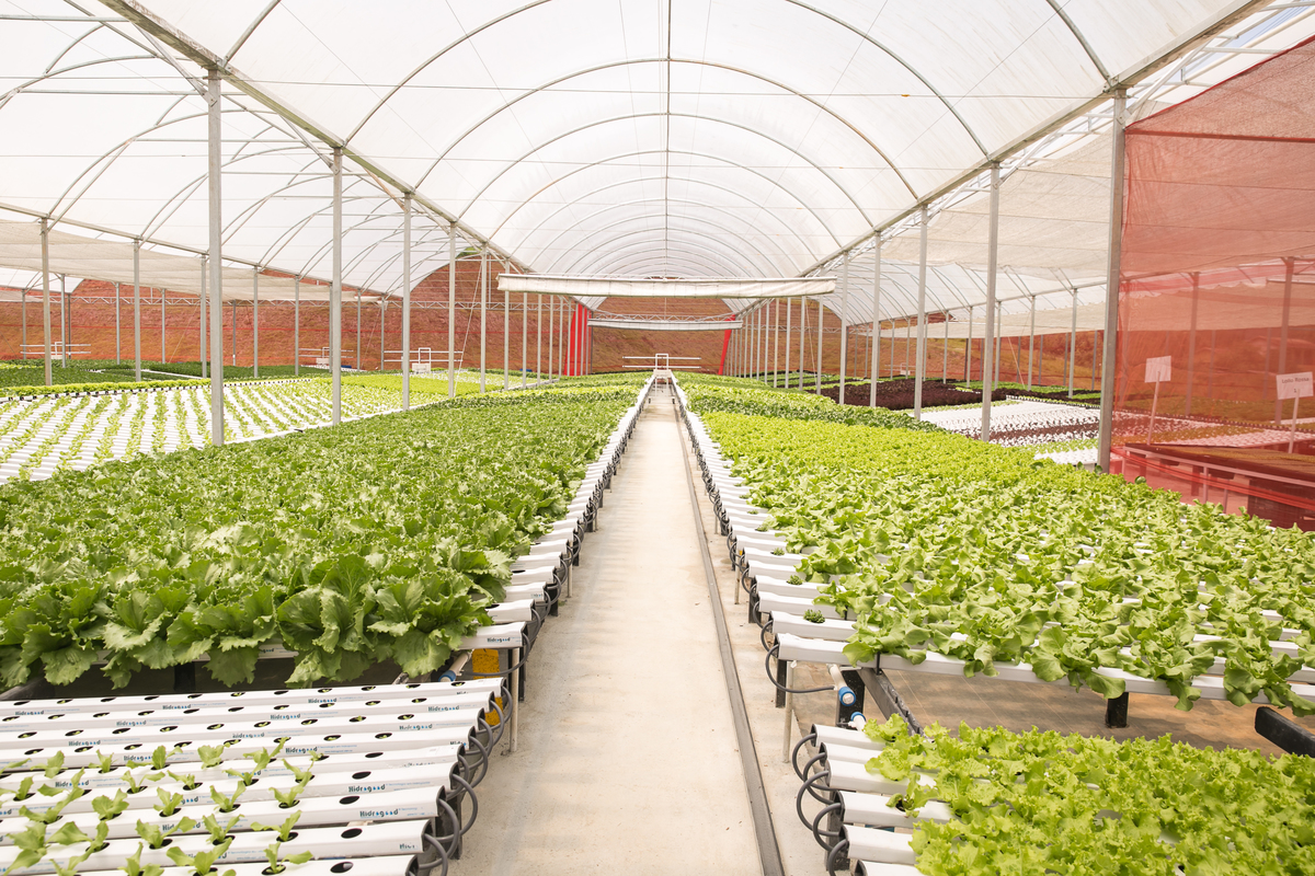 foto-video-fotografia- corporativa-ibiuna-saoroque-verduras