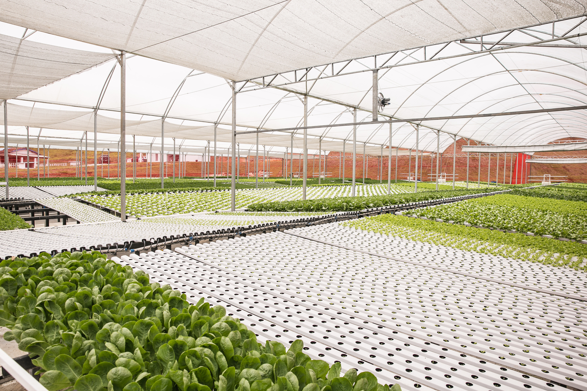 foto-video-fotografia- corporativa-ibiuna-saoroque-verduras