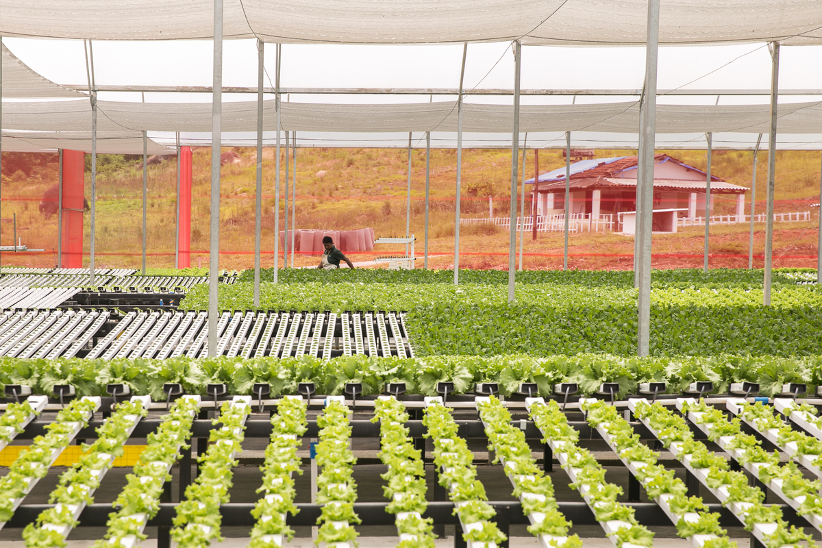 foto-video-fotografia- corporativa-ibiuna-saoroque-verduras